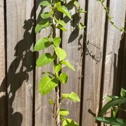 One (1) Medium Chinese Ginseng (Panax Noto Pesudo-Ginseng) Plant -Garden Fresh Shop Panax Ginseng 4