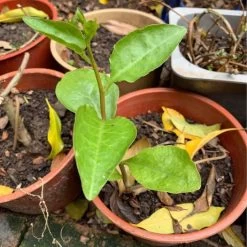 One (1) Medium Chinese Ginseng (Panax Noto Pesudo-Ginseng) Plant -Garden Fresh Shop Panax Ginseng 5