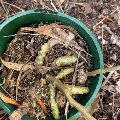 One (1) Medium Chinese Ginseng (Panax Noto Pesudo-Ginseng) Plant -Garden Fresh Shop Panax Ginseng 6