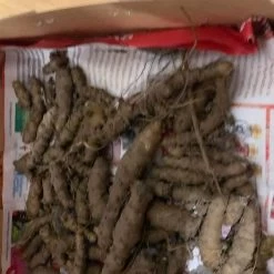 One (1) Medium Chinese Ginseng (Panax Noto Pesudo-Ginseng) Plant -Garden Fresh Shop Panax Ginseng 7