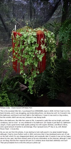 Snow Pea ‘Yakumo’ – Pisum Sativum, Heirloom Variety Seeds -Garden Fresh Shop Pellaea ovata ovate leaved Cliff Brake Fern with my blurb