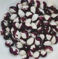 Climbing Beans- Frost Beans Seeds