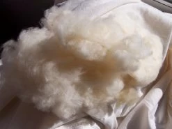 Other Cotton, Pima Or Egyptian, (very Soft Cotton For Spinners) Seeds -Garden Fresh Shop Pima Cotton frshly picked and seeds removed scaled 1