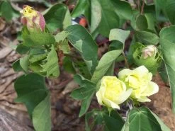 Other Cotton, Pima Or Egyptian, (very Soft Cotton For Spinners) Seeds -Garden Fresh Shop Pima Cotton plant scaled 1