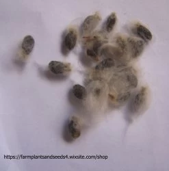 Other Cotton, Pima Or Egyptian, (very Soft Cotton For Spinners) Seeds -Garden Fresh Shop Pima Cotton seeds