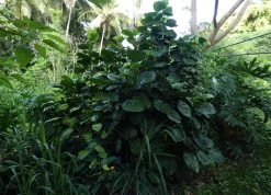 Polyscias Scutellaria – Dinner Plate Aralia, Formerly Crassula Scutellaria -Garden Fresh Shop Polyscias scutellaria Dinner Plate Aralia formerly Crassula scutellaria at Sarina