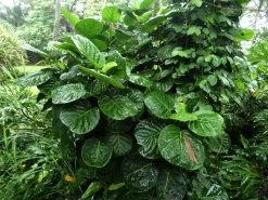 Polyscias Scutellaria – Dinner Plate Aralia, Formerly Crassula Scutellaria -Garden Fresh Shop Polyscias scutellaria Dinner Plate Aralia formerly Crassula scutellaria march 2023 ab