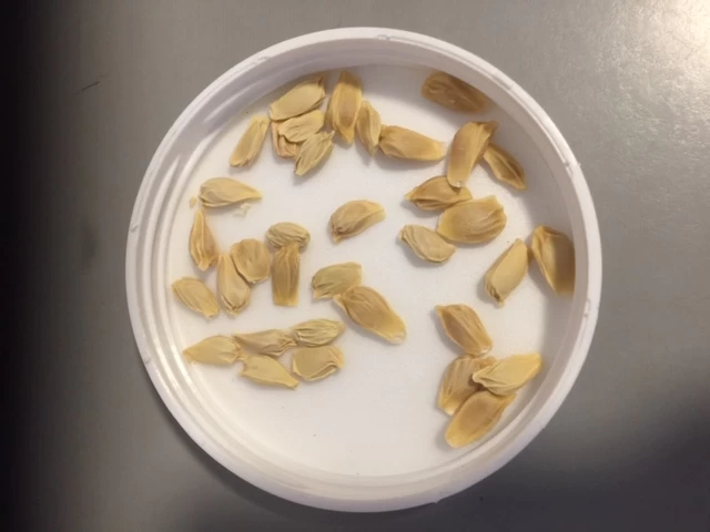 Other Pomelo Seeds 5 Other Pomelo Seeds - Image 3