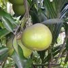 Other Pomelo Seeds -Garden Fresh Shop Pomelo Whole fruit 2
