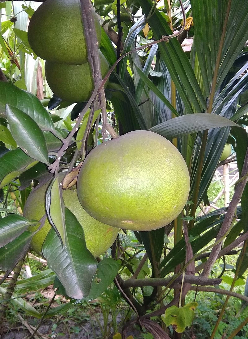 Other Pomelo Seeds 3 Other Pomelo Seeds