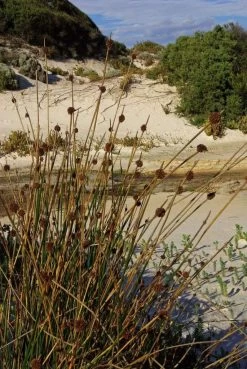 Ficinia Nodosa – Knobby Club-rush Seeds -Garden Fresh Shop RED01602 Ficinia nodosa Squeaky Bch P3881