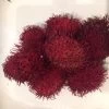 Other Rambutan Seeds -Garden Fresh Shop Rambutan 1 1