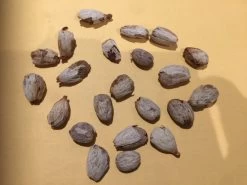 Other Rambutan Seeds 7 Other Rambutan Seeds -Garden Fresh Shop Rambutan 2 1