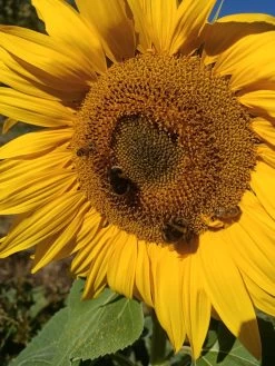 Giant Sunflower Seeds