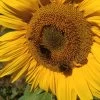 Mixed Sunflower Seeds Seeds 1 Mixed Sunflower Seeds Seeds -Garden Fresh Shop Rgiantsun