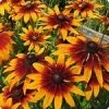 Rudbeckia Gloriosa Seeds -Garden Fresh Shop Rudbeckiagloriosa