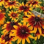 Rudbeckia Gloriosa Seeds