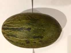 Other Sapo Melon Seeds