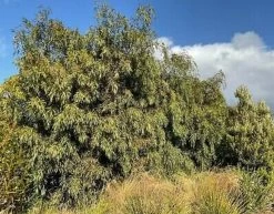 Acacia Courtii Seeds