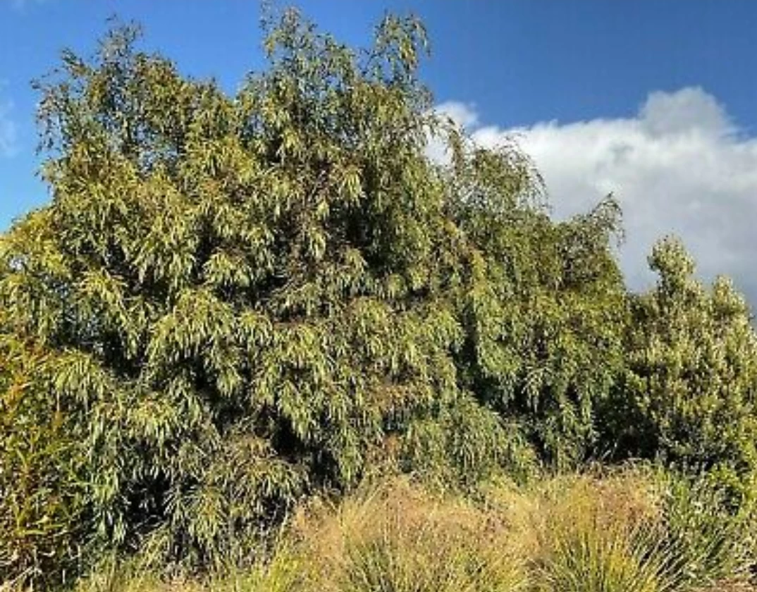 Acacia Courtii Seeds 3 Acacia Courtii Seeds