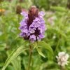 Self Heal Prunella Velgaris Seeds 2 Self Heal Prunella Velgaris Seeds -Garden Fresh Shop Self heal