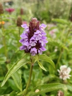 Self Heal Prunella Velgaris Seeds