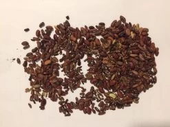 Long / Snake Bean Seeds