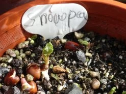 Snow Pea ‘Yakumo’ – Pisum Sativum, Heirloom Variety Seeds -Garden Fresh Shop Snow Pea germination 1 week