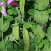 Snow Pea ‘Yakumo’ – Pisum Sativum, Heirloom Variety Seeds -Garden Fresh Shop Snow Pea ‘Yakumo Pisum sativum heirloom variety 30 seeds at localseeds com