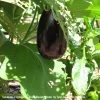 Eggplant ‘Black Beauty’ – Solanum Melongena Seeds -Garden Fresh Shop Solanum melongena Black Beauty photo by Tyler ser Noche contribs scaled 1