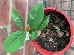 Soursop Seedling Plants For Pots Or Ground -Garden Fresh Shop Soursop3