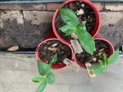 Soursop Seedling Plants For Pots Or Ground -Garden Fresh Shop Soursop4