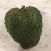 Soursop Seedling Plants For Pots Or Ground -Garden Fresh Shop Soursop5