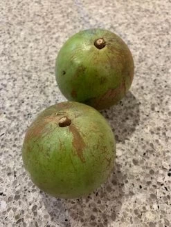 Other Star Apple (from Australian-grown Trees) Seeds -Garden Fresh Shop Star Apple 2