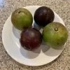 Other Star Apple (from Australian-grown Trees) Seeds 2 Other Star Apple (from Australian-grown Trees) Seeds -Garden Fresh Shop Star Apple 5