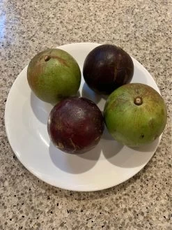 Other Star Apple (from Australian-grown Trees) Seeds