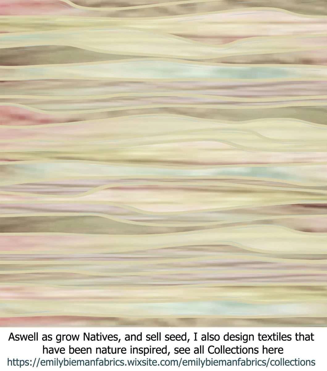 Acacia Acinacea – Gold Dust Wattle Seeds 5 Acacia Acinacea – Gold Dust Wattle Seeds - Image 3