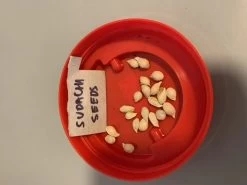 Other Sudachi (Yuzu Hybrid) Seeds 8 Other Sudachi (Yuzu Hybrid) Seeds -Garden Fresh Shop Sudachi 2