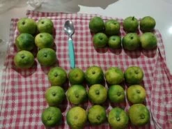 Other Sudachi (Yuzu Hybrid) Seeds