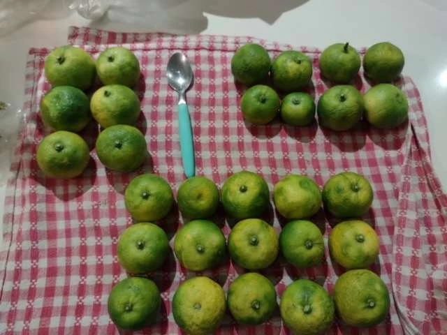 Other Sudachi (Yuzu Hybrid) Seeds 4 Other Sudachi (Yuzu Hybrid) Seeds - Image 2