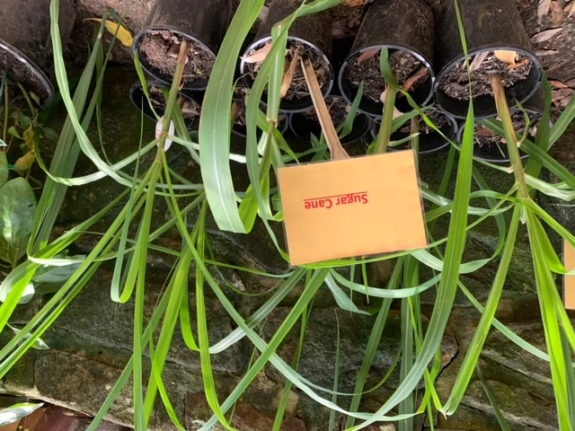 Sugar Cane (Purple) Seedling Plants 4 Sugar Cane (Purple) Seedling Plants - Image 2