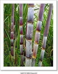 Sugar Cane (Purple) Seedling Plants 5 Sugar Cane (Purple) Seedling Plants - Image 3