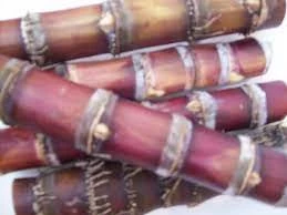 Sugar Cane (Purple) Seedling Plants 3 Sugar Cane (Purple) Seedling Plants