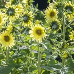 Mixed Sunflower Seeds Seeds -Garden Fresh Shop Sunflower Lemon striker
