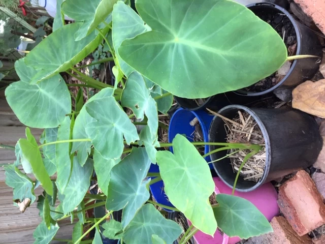 Taro Seedling Plants 4 Taro Seedling Plants - Image 2