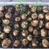 Taro Seedling Plants 2 Taro Seedling Plants -Garden Fresh Shop Taro Seeds w green shoots