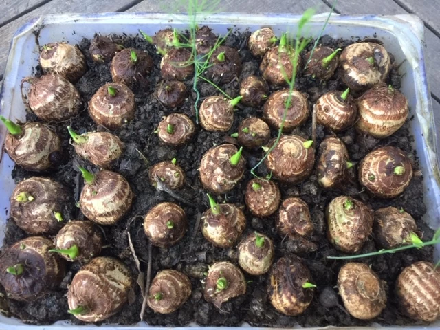 Taro Seedling Plants 3 Taro Seedling Plants