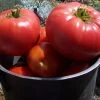 Tomato ‘Brandywine’, Lycopersicon Esculentum Seeds -Garden Fresh Shop Tomato ‘Brandywine Heirloom HUGE beef tomatoes