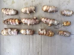 Turmeric Plants -Garden Fresh Shop Tumeric seed 1