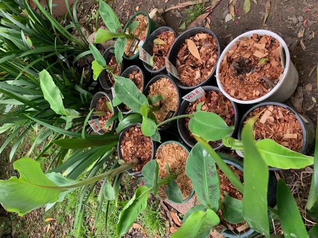 1 Very Dwarf Cavendish Banana (VDCB) Plant 5 1 Very Dwarf Cavendish Banana (VDCB) Plant - Image 3